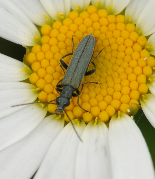 Oedemera virescens maschio